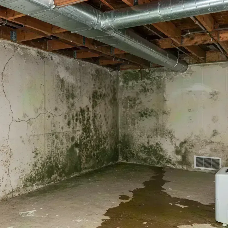 Professional Mold Removal in Abram, TX